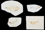 Lot: Cheap, to Green River Fossil Fish - Pieces #81231-2
